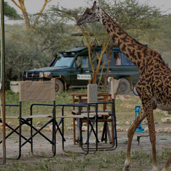 Serengeti Bush Camp — photo 6